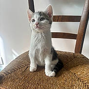 Daigo participe au concours pour gagner de l'argent avec cette photo : kitten, cat, chair, wooden_chair, woven_chair, pet, animal, indoor, feline, cute, young, curious, sitting, fur, whiskers, ears, paws, light, shadow, home