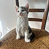 kitten, cat, chair, wooden_chair, woven_chair, pet, animal, indoor, feline, cute, young, curious, sitting, fur, whiskers, ears, paws, light, shadow, home
