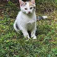 Romy a rejoint le concours — aidez-le/la à gagner de superbes lots ! kitten, calico_cat, grass, outdoor, nature, pet, animal, fur, cute, young_cat, greenery, sitting, whiskers, tail, curious, small_animal, mammal, closeup, daylight, playful