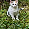 kitten, calico_cat, grass, outdoor, nature, pet, animal, fur, cute, young_cat, greenery, sitting, whiskers, tail, curious, small_animal, mammal, closeup, daylight, playful