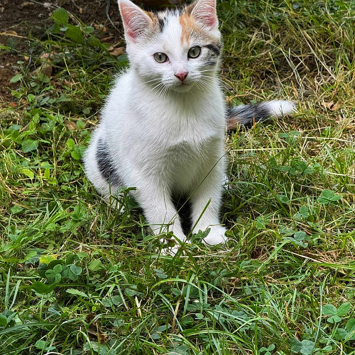 Romy a rejoint le concours — aidez-le/la à gagner de superbes lots ! kitten, calico_cat, grass, outdoor, nature, pet, animal, fur, cute, young_cat, greenery, sitting, whiskers, tail, curious, small_animal, mammal, closeup, daylight, playful