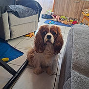 Sally participe au concours pour gagner de l'argent avec cette photo : dog, spaniel, cavalier_king_charles, pet, sitting, indoors, living_room, tile_floor, floppy_ears, brown_and_white, long_fur, snack, toy, dog_bed, blanket, armchair, sofa, cabinet, window, portrait