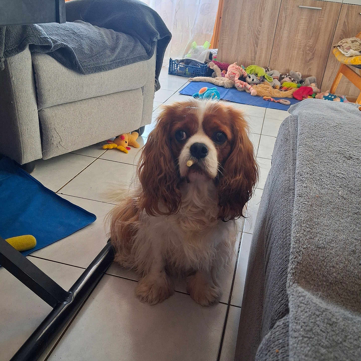 Sally participe au concours pour gagner de l'argent avec cette photo : dog, spaniel, cavalier_king_charles, pet, sitting, indoors, living_room, tile_floor, floppy_ears, brown_and_white, long_fur, snack, toy, dog_bed, blanket, armchair, sofa, cabinet, window, portrait