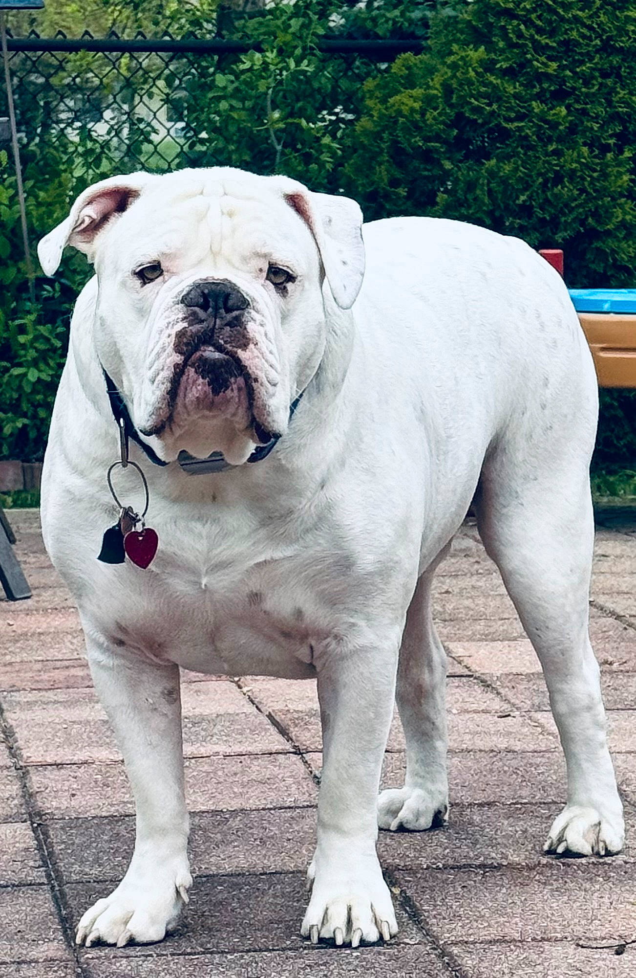 Brutus joined the competition — help win amazing prizes! bulldog, canidae, carnivore, collar, companion_dog, dog, dog_breed, dog_collar, fawn, grass, molosser, non_sporting_group, plant, snout, sporting_group, terrestrial_animal, white_english_bulldog, working_animal, working_dog, wrinkle
