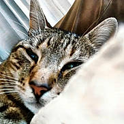 Neth a rejoint le concours — aidez-le/la à gagner de superbes lots ! cat, tabby, closeup, face, ears, whiskers, resting, sleepy, relaxed, soft, fabric, curtains, indoor, pet, animal, feline, nose, fur, eyes, close