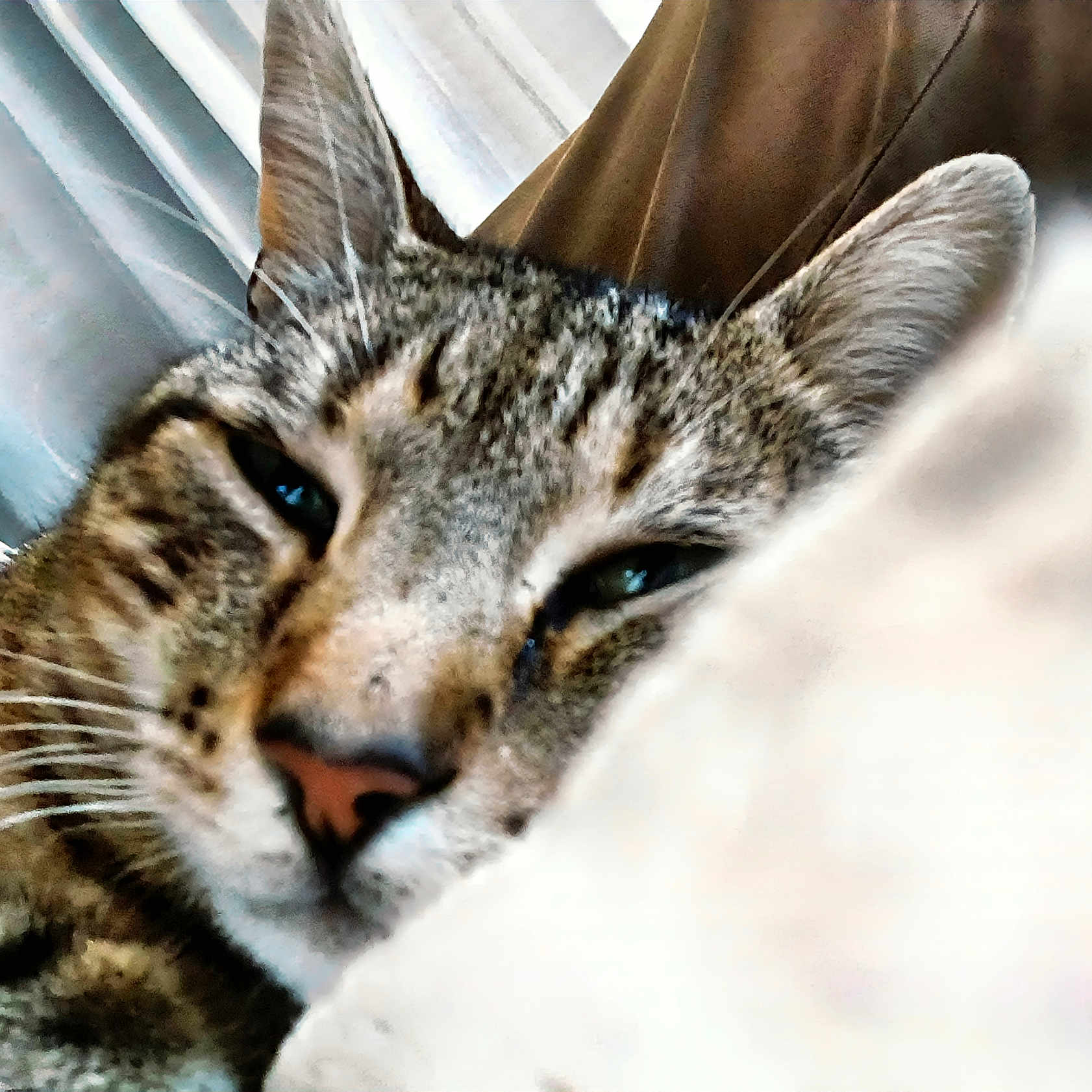 Neth a rejoint le concours — aidez-le/la à gagner de superbes lots ! animal, cat, close, closeup, curtains, ears, eyes, fabric, face, feline, fur, indoor, nose, pet, relaxed, resting, sleepy, soft, tabby, whiskers