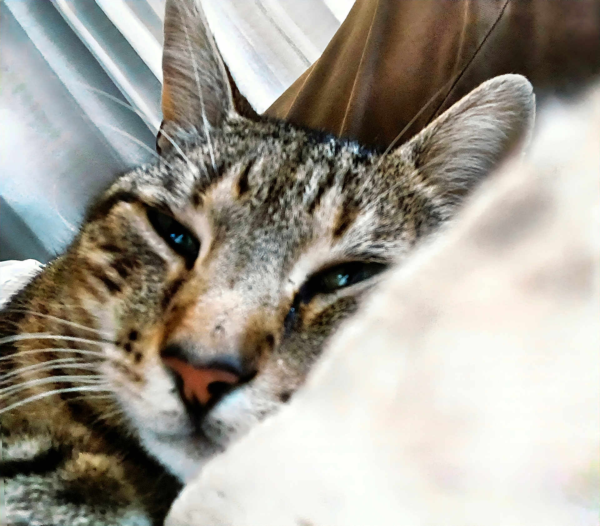 Neth a rejoint le concours — aidez-le/la à gagner de superbes lots ! cat, tabby, closeup, face, ears, whiskers, resting, sleepy, relaxed, soft, fabric, curtains, indoor, pet, animal, feline, nose, fur, eyes, close