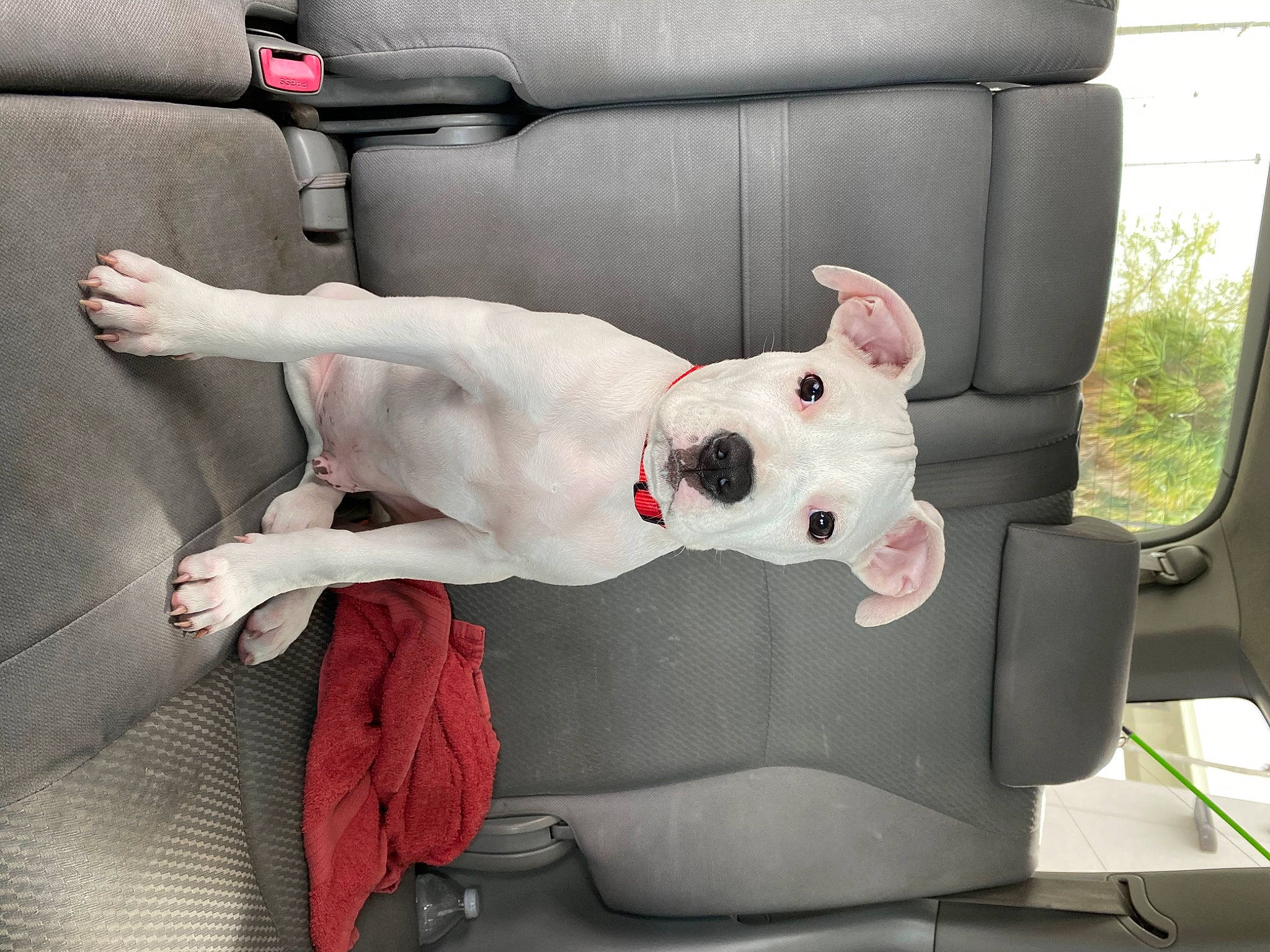 Croc is registered to the contest to win money with this photo: auto_part, automotive_design, automotive_exterior, bag, car, car_seat, car_seat_cover, carmine, carnivore, comfort, companion_dog, dog, dog_breed, family_car, motor_vehicle, sitting, stuffed_toy, vehicle, vehicle_door, working_animal