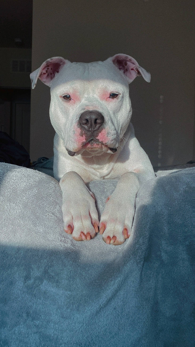 Croc joined the competition — help win amazing prizes! carnivore, comfort, companion_dog, cordoba_fighting_dog, dog, dog_breed, fawn, non_sporting_group, snout, terrestrial_animal