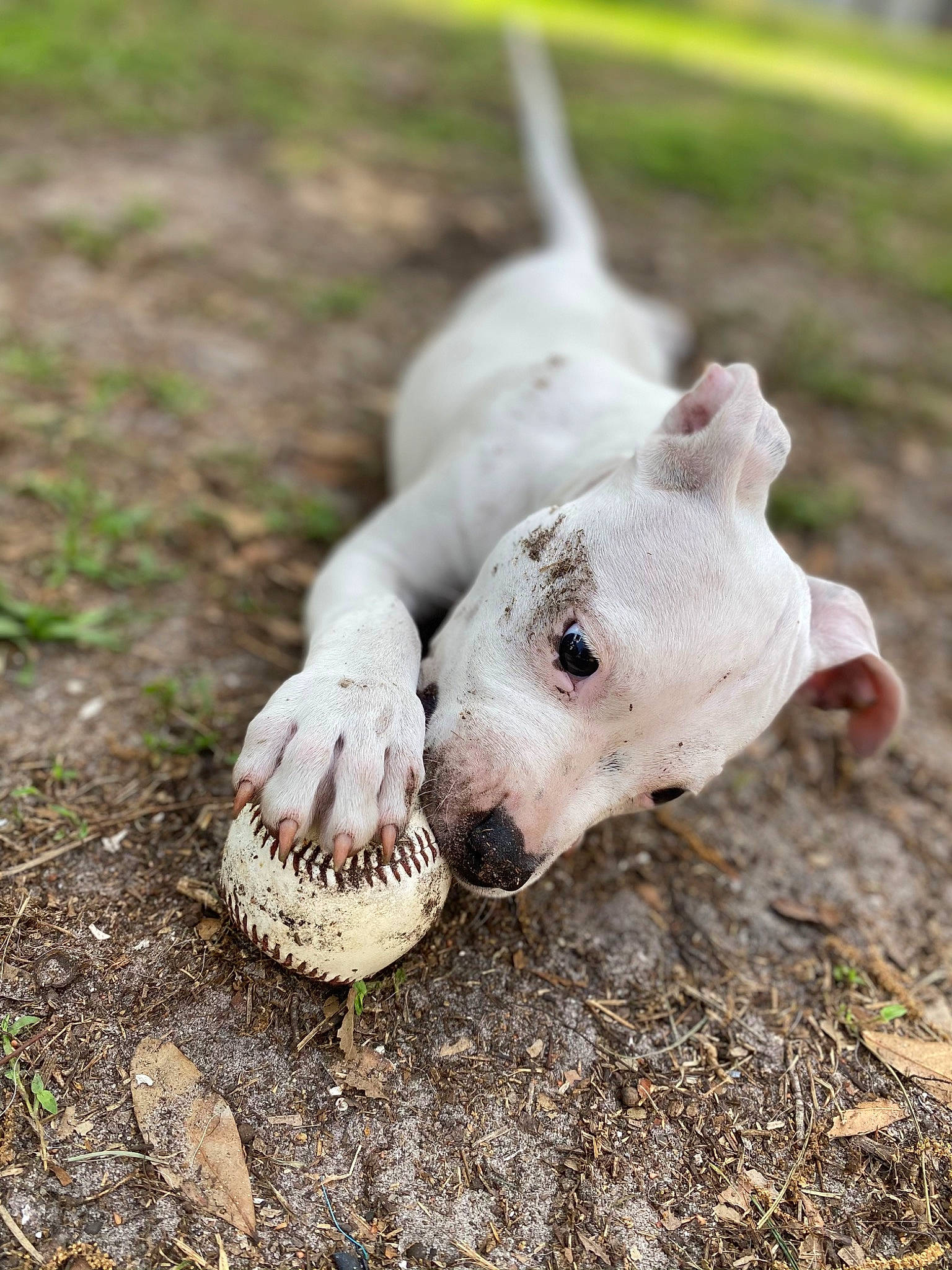 Croc is registered to the contest to win money with this photo: canidae, carnivore, companion_dog, dog, dog_breed, fawn, foot, grass, grassland, livestock, pasture, sculpture, snout, soil, sporting_group, suidae, terrestrial_animal, whiskers, wildlife, working_animal