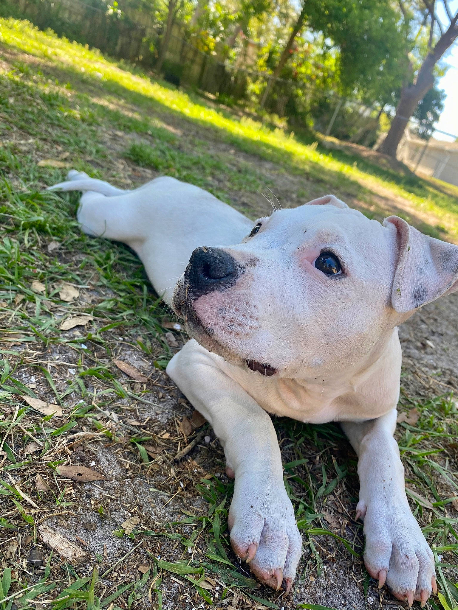 Croc joined the competition — help win amazing prizes! canidae, carnivore, collar, companion_dog, dog, dog_breed, dog_collar, dogo_guatemalteco, fawn, grass, hunting_dog, molosser, plant, sporting_group, tail, terrestrial_animal, tree, whiskers, working_animal, working_dog