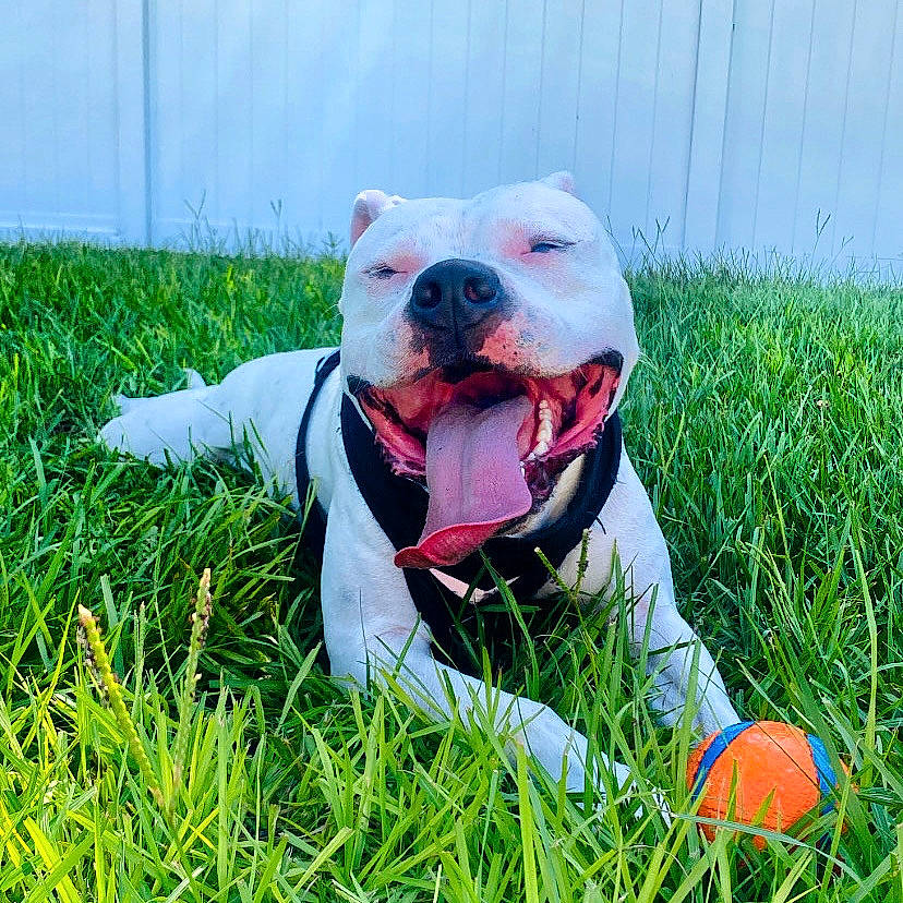 Croc is registered to the contest to win money with this photo: ball, canidae, carnivore, collar, companion_dog, dog, dog_breed, dog_collar, fawn, football, grass, grass_family, grassland, happy, people_in_nature, personal_protective_equipment, plant, snout, soccer_ball, sporting_group
