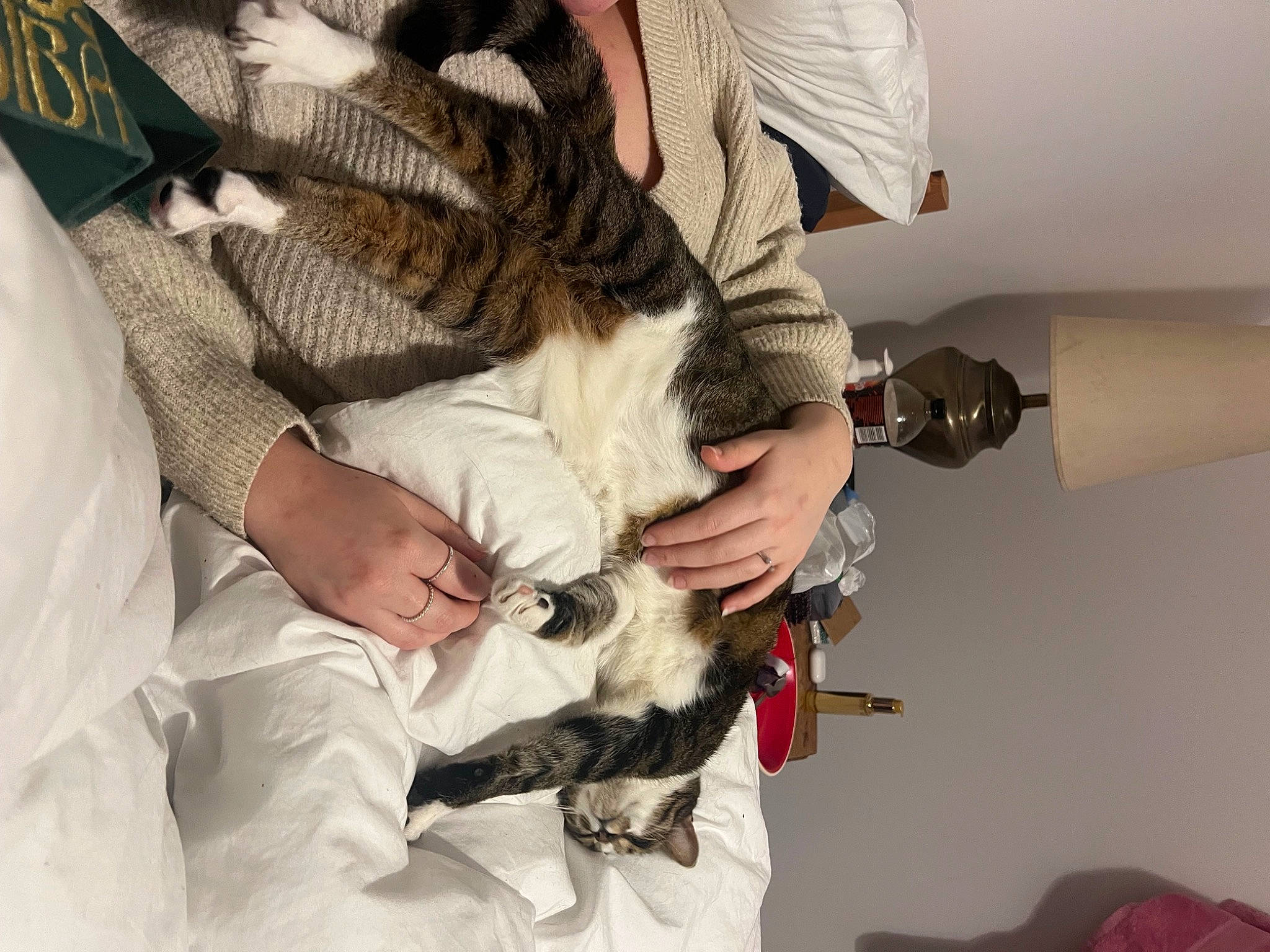 Cassie joined the competition — help win amazing prizes! canidae, carnivore, claw, comfort, companion_dog, dog_breed, event, fashion_design, fawn, felidae, fur, gesture, hospital, room, safety_glove, service, small_to_medium_sized_cats, sporting_group, veterinarian, white_coat