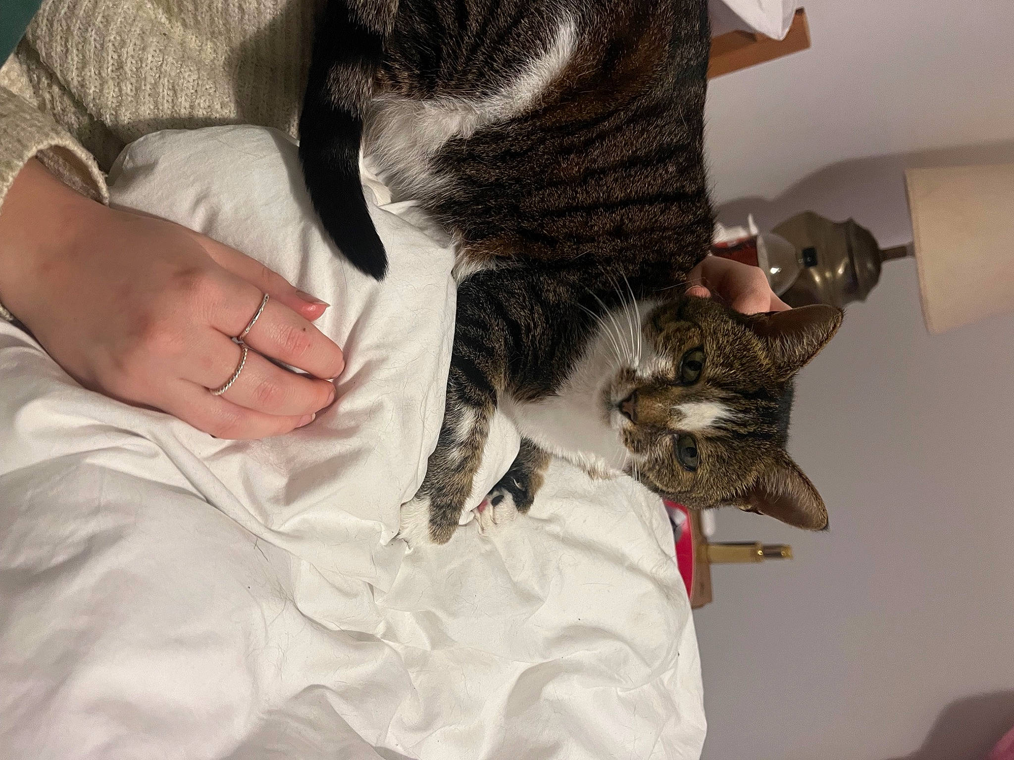 Cassie joined the competition — help win amazing prizes! canidae, carnivore, cat, claw, comfort, dog_breed, domestic_short_haired_cat, dress, ear, elbow, felidae, fur, gesture, hand, long_hair, small_to_medium_sized_cats, tail, tree, whiskers, wrist