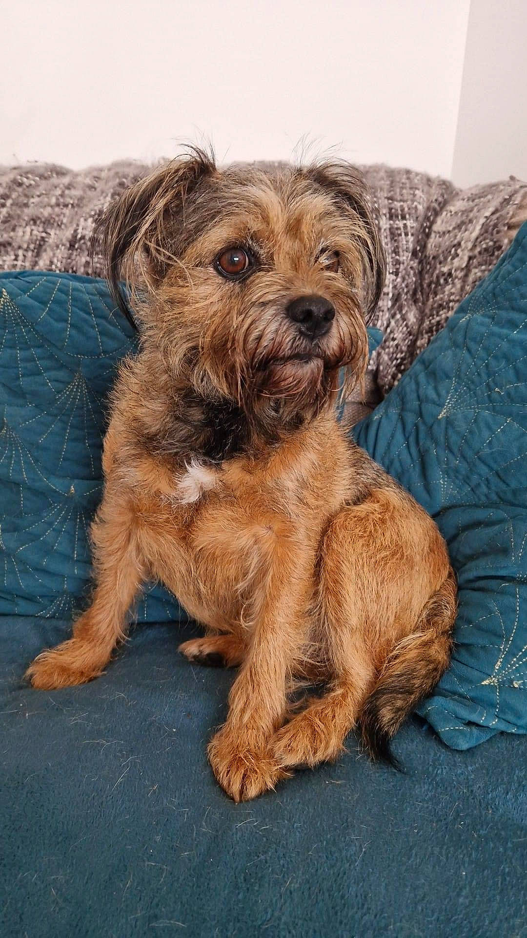 Mabel joined the competition — help win amazing prizes! canidae, carnivore, companion_dog, dog, dog_breed, fur, liver, puppy, small_terrier, snout, sporting_group, terrier, toy_dog, working_animal, working_terrier