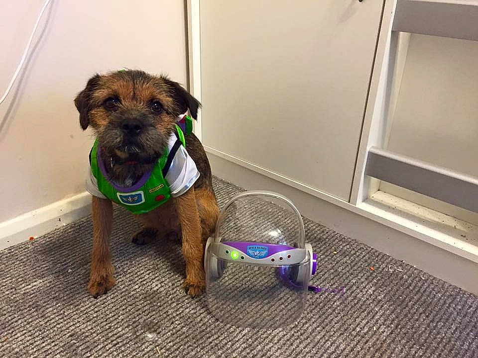 Mabel joined the competition — help win amazing prizes! canidae, carnivore, collar, companion_dog, dog, dog_breed, dog_collar, dog_supply, electric_blue, fawn, flooring, guard_dog, liver, pet_supply, snout, sporting_group, tail, terrier, working_animal, working_terrier