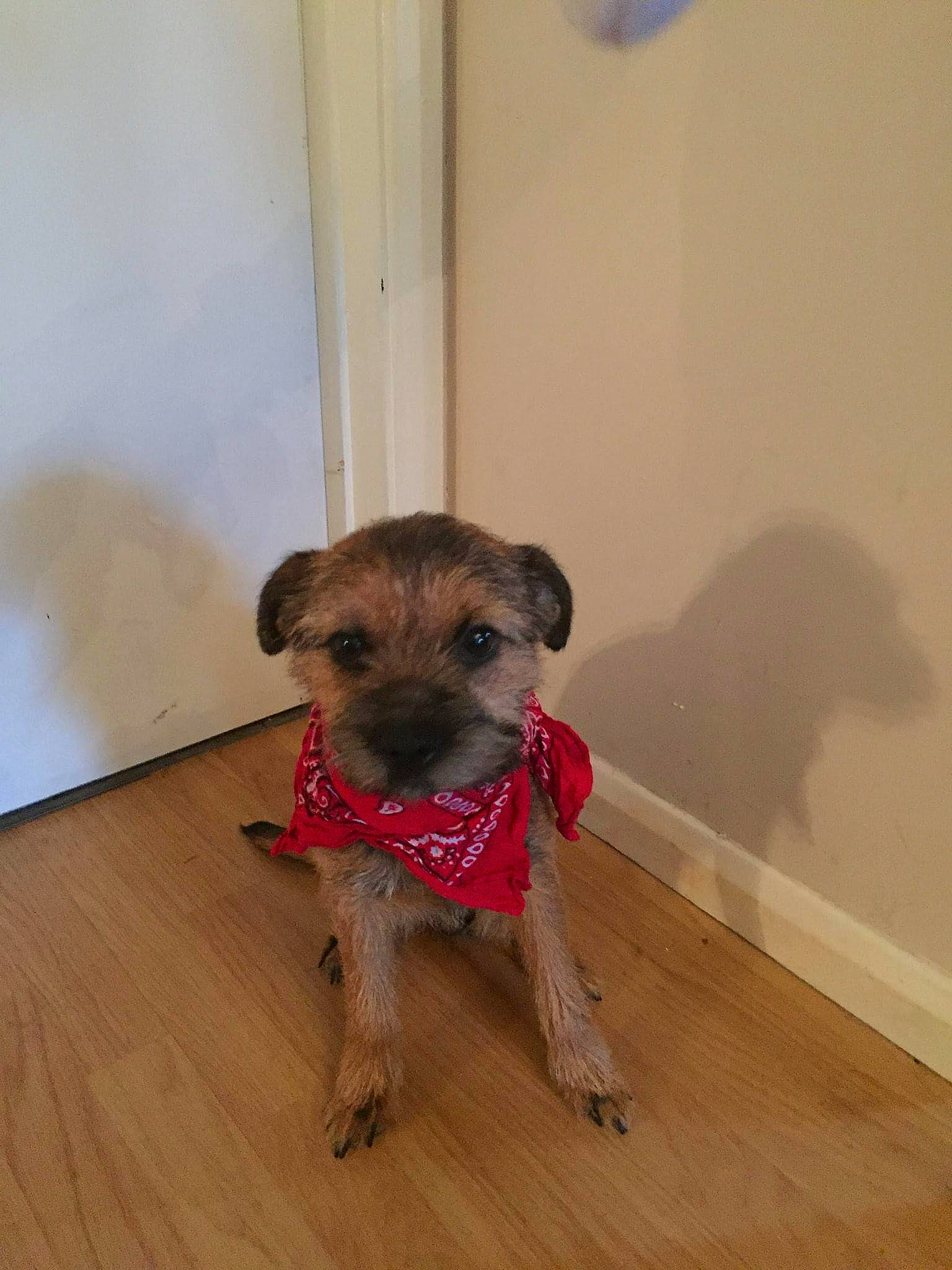 Mabel is registered to the contest to win money with this photo: carnivore, collar, companion_dog, dog, dog_breed, dog_clothes, dog_supply, fawn, flooring, fur, hardwood, pet_supply, snout, sporting_group, tail, terrier, toy_dog, wood, wood_flooring, working_animal