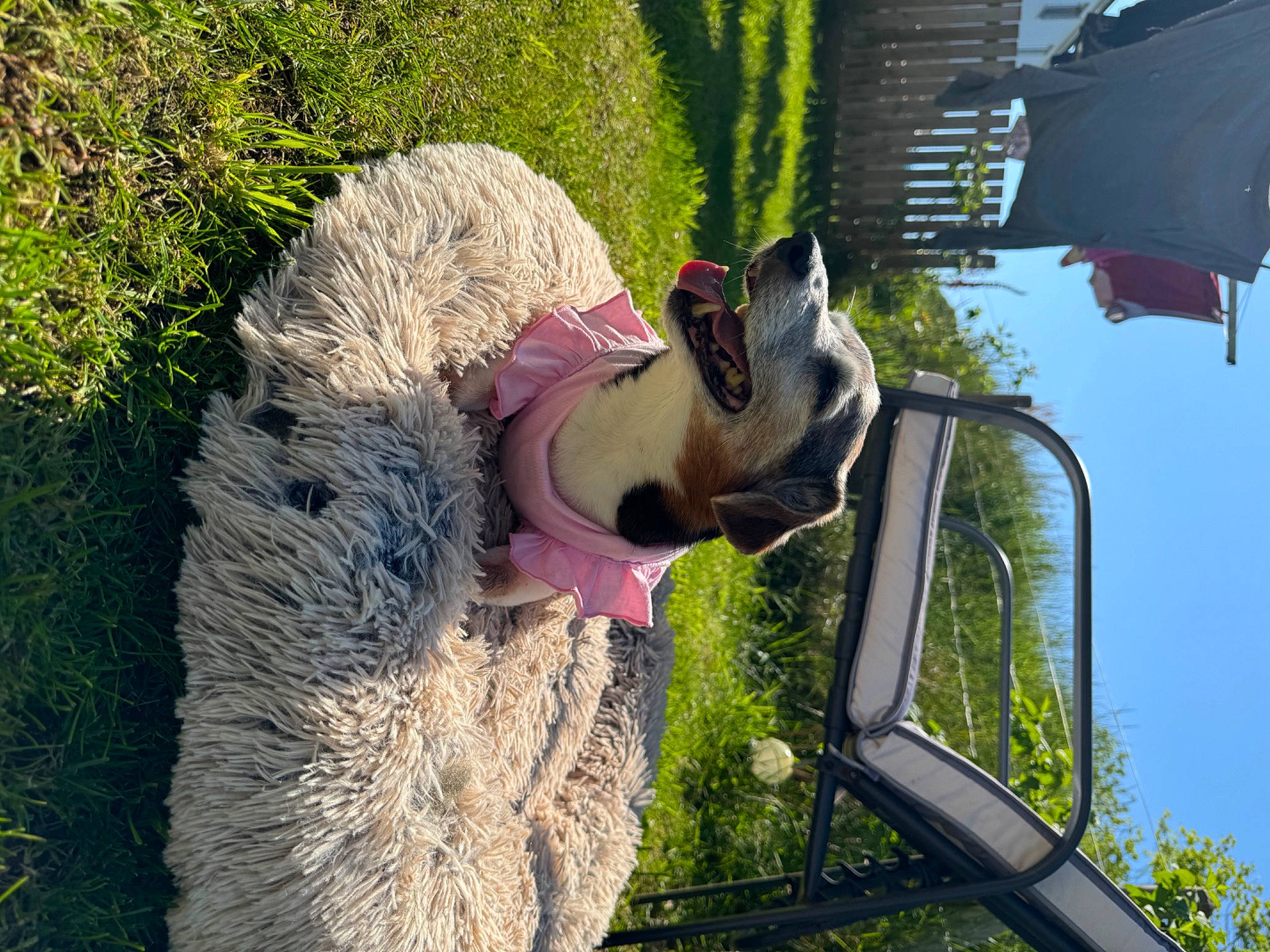 Monty is registered to the contest to win money with this photo: canidae, carnivore, companion_dog, dog, dog_breed, eyewear, fawn, fun, fur, grass, leisure, llama, mammal, plant, snout, sporting_group, sunglasses, terrestrial_animal, tree, working_animal