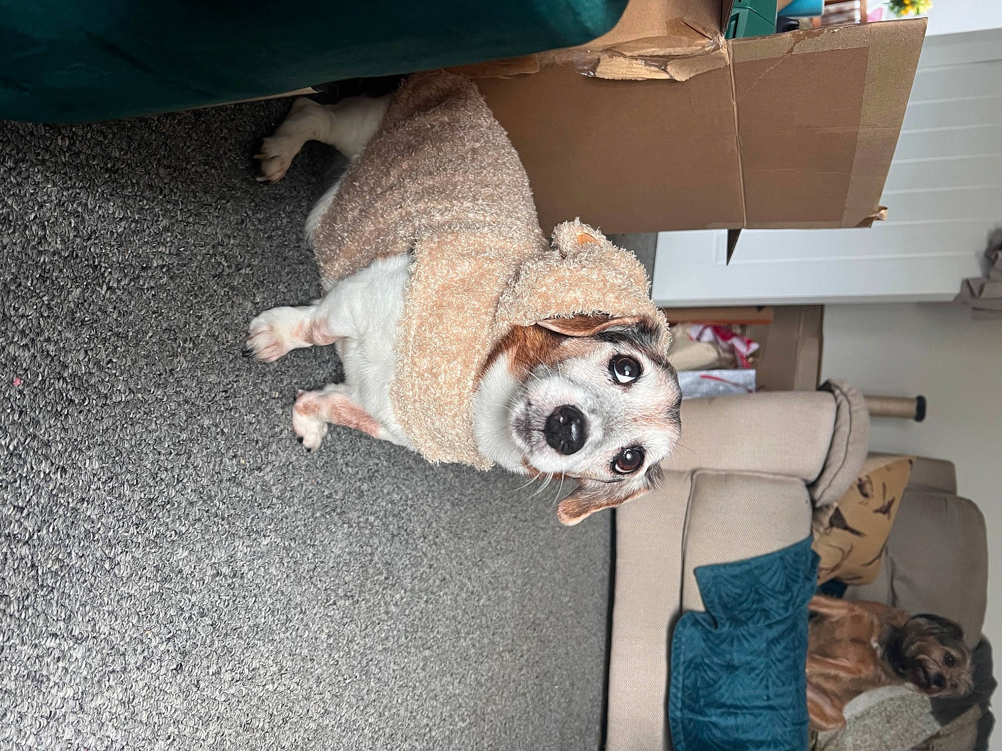 Monty is registered to the contest to win money with this photo: camera, canidae, comfort, companion_dog, costume, couch, dog_breed, fawn, flooring, fun, fur, machine, non_sporting_group, plush, room, sporting_group, stuffed_toy, toy, wood