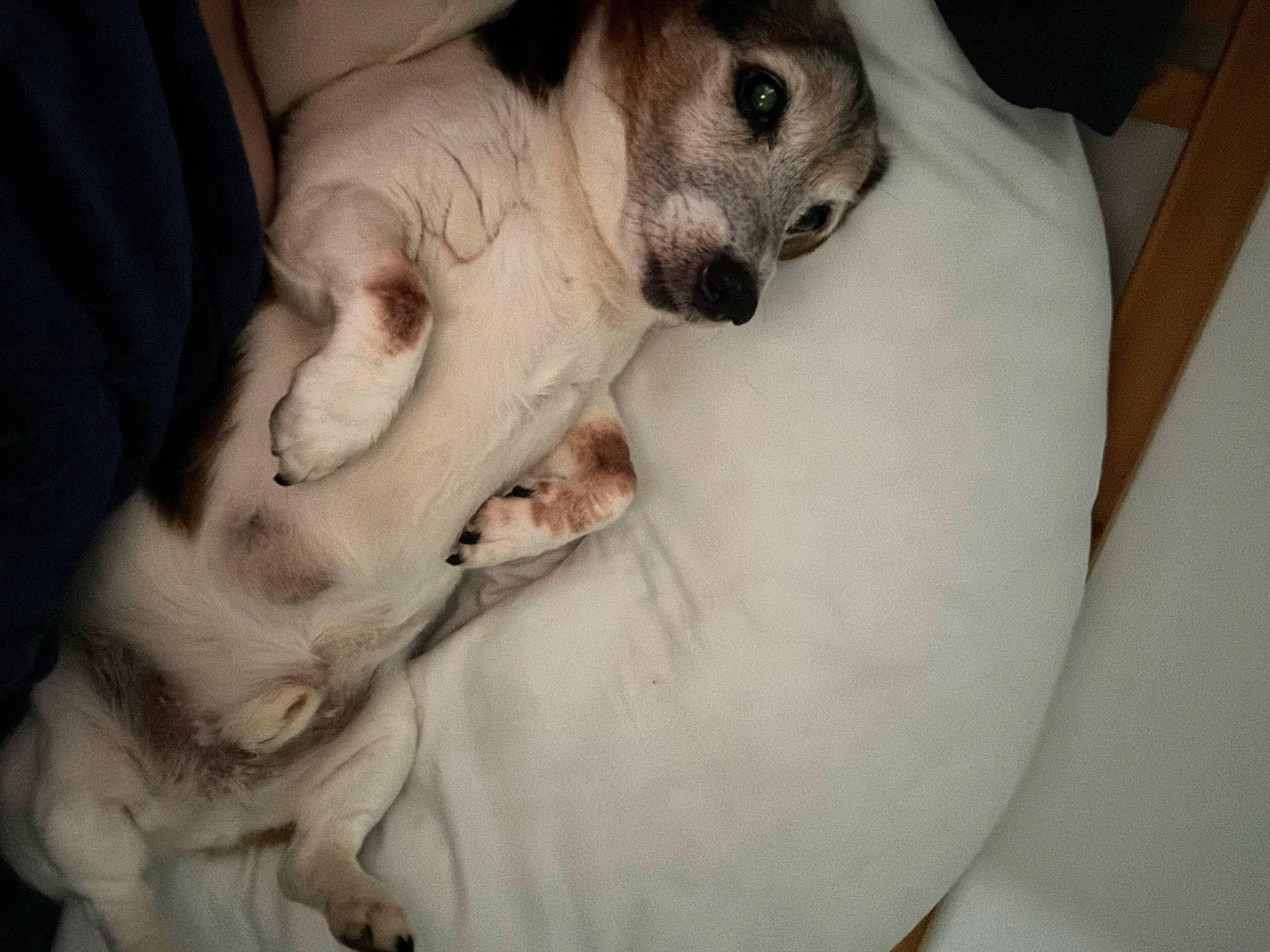 Monty joined the competition — help win amazing prizes! canidae, carnivore, comfort, companion_dog, dog, dog_breed, ear, fang, fawn, fur, jaw, non_sporting_group, paw, snout, sporting_group, terrestrial_animal, toy_dog, whiskers, working_animal