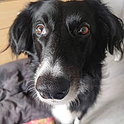 Praline participe au concours pour gagner de l'argent avec cette photo : dog, black_and_white, close_up, pet, indoor, bed, blanket, canine, fur, nose, eyes, animal, portrait, looking, friendly, domestic, muzzle, whiskers, soft_focus, companion