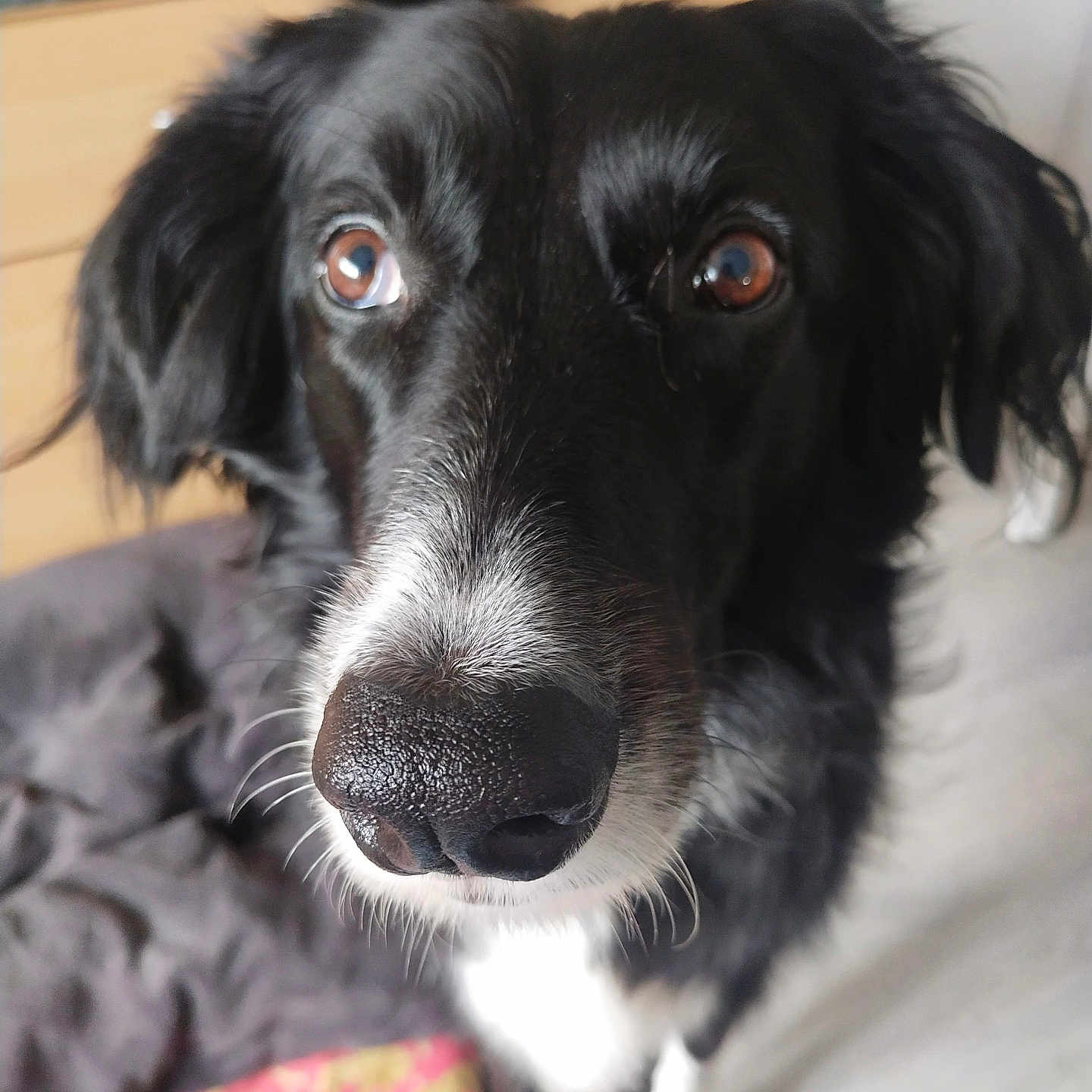 Praline participe au concours pour gagner de l'argent avec cette photo : animal, bed, black_and_white, blanket, canine, close_up, companion, dog, domestic, eyes, friendly, fur, indoor, looking, muzzle, nose, pet, portrait, soft_focus, whiskers