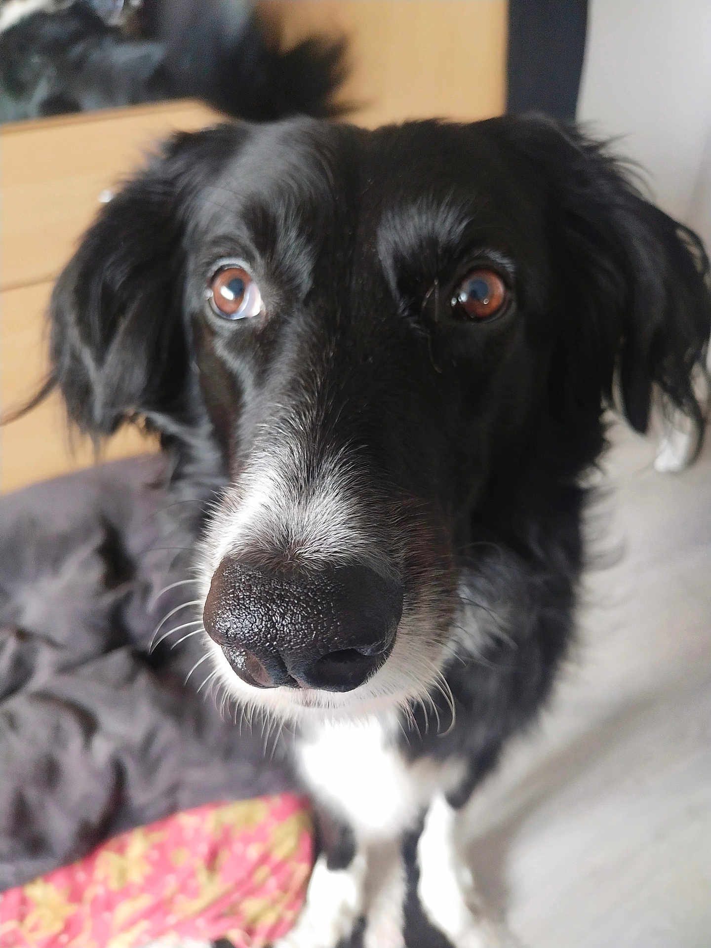 Praline participe au concours pour gagner de l'argent avec cette photo : dog, black_and_white, close_up, pet, indoor, bed, blanket, canine, fur, nose, eyes, animal, portrait, looking, friendly, domestic, muzzle, whiskers, soft_focus, companion