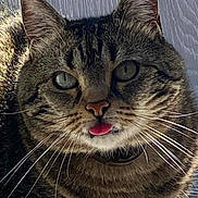 Violetta a rejoint le concours — aidez-le/la à gagner de superbes lots ! cat, tabby, close_up, tongue_out, pet, animal, feline, whiskers, ears, fur, cute, domestic_animal, indoor, floor, portrait, mammal, face, playful, looking_at_camera, natural_light