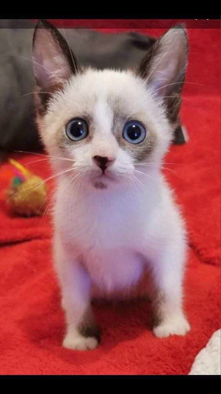Gizmo