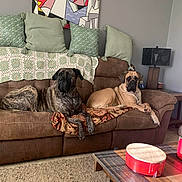 Juno Roo joined the competition — help win amazing prizes! dog, couch, living_room, pillow, blanket, carpet, table, lamp, artwork, brown, green, relaxing, pet, interior, home, furniture, canine, resting, decor, cozy