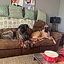 dog, couch, living_room, pillow, blanket, carpet, table, lamp, artwork, brown, green, relaxing, pet, interior, home, furniture, canine, resting, decor, cozy