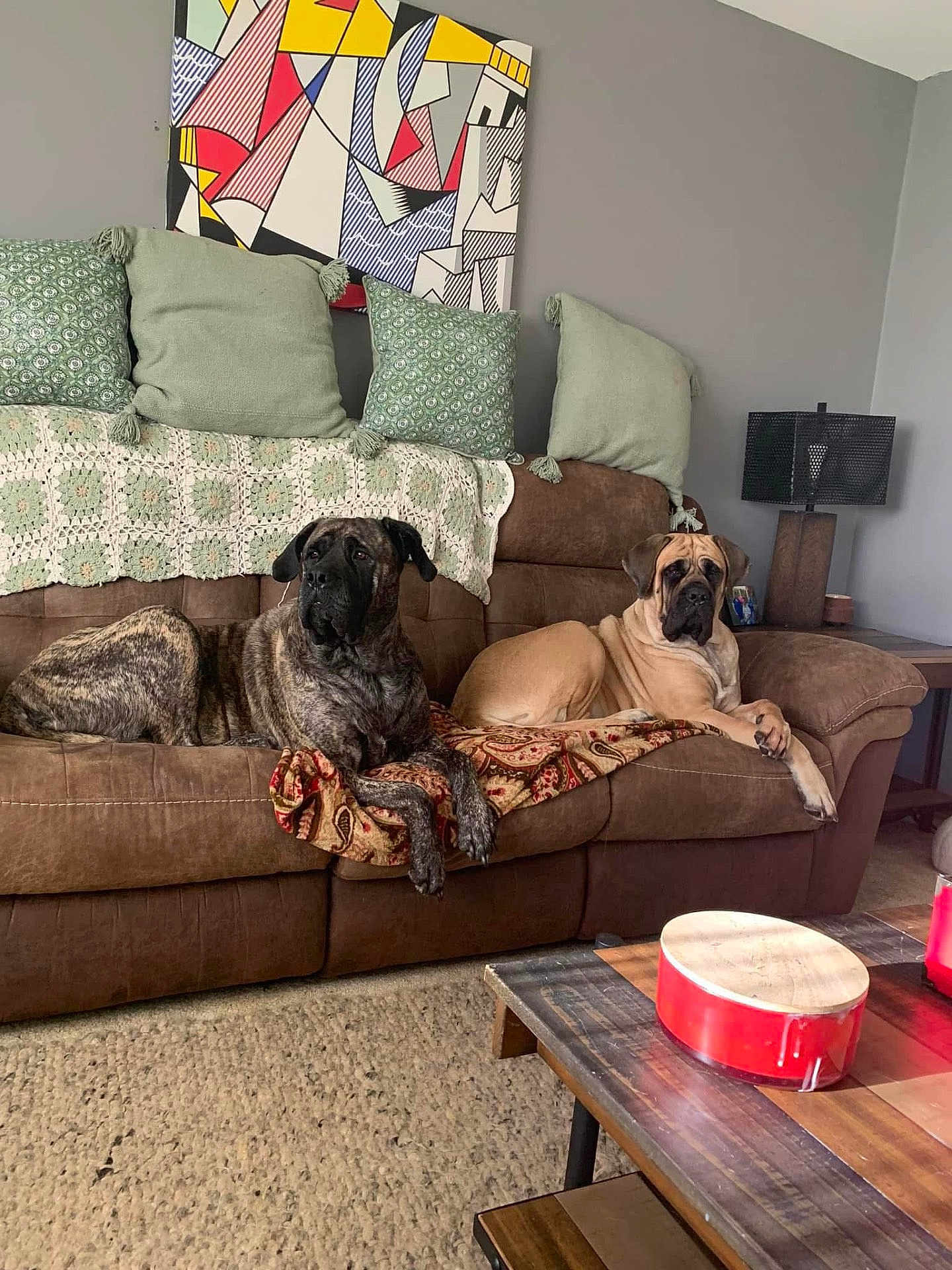 Juno Roo joined the competition — help win amazing prizes! dog, couch, living_room, pillow, blanket, carpet, table, lamp, artwork, brown, green, relaxing, pet, interior, home, furniture, canine, resting, decor, cozy
