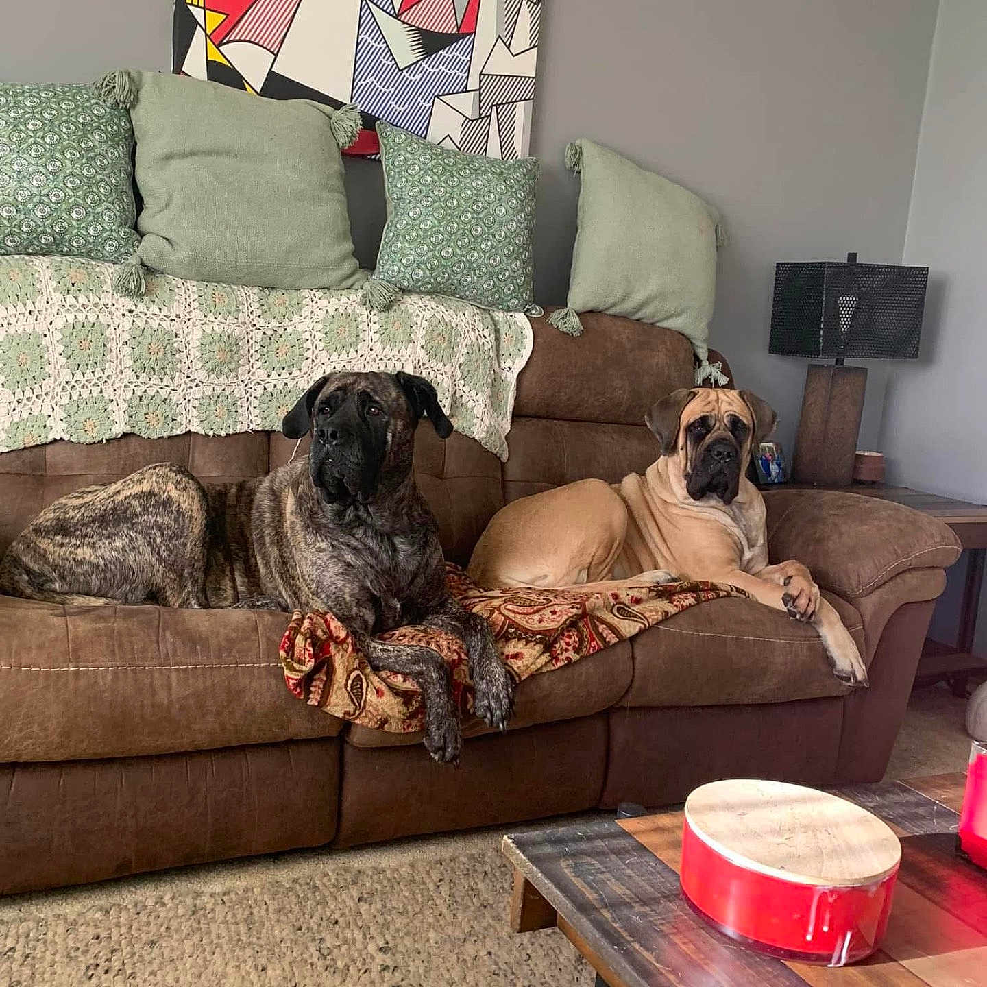 Juno And Roo joined the competition — help win amazing prizes! animal, blanket, brown, canine, carpet, couch, decor, dog, furniture, green, home, indoor, lamp, living_room, painting, pet, pillow, relaxing, resting, table