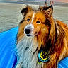 animal, beach, blanket, calm, dog, fur, laying_down, nature, ocean, outdoor, people, pet_badge, portrait, relaxing, scenic, shetland_sheepdog, sky, sunset, water, waves