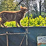 animal, cat, daylight, fence, flora, garden, ginger_cat, greenery, ladybug_decoration, leafy, nature, outdoor, peaceful, pet, plants, spring, sunlight, trellis, walking, wooden_structure