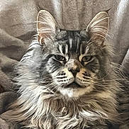 Valco participe au concours pour gagner de l'argent avec cette photo : animal, blanket, cat, close_up, cute, domestic, ears, face, feline, fluffy, fur, indoor, long_hair, muzzle, pet, portrait, relaxed, resting, soft, whiskers