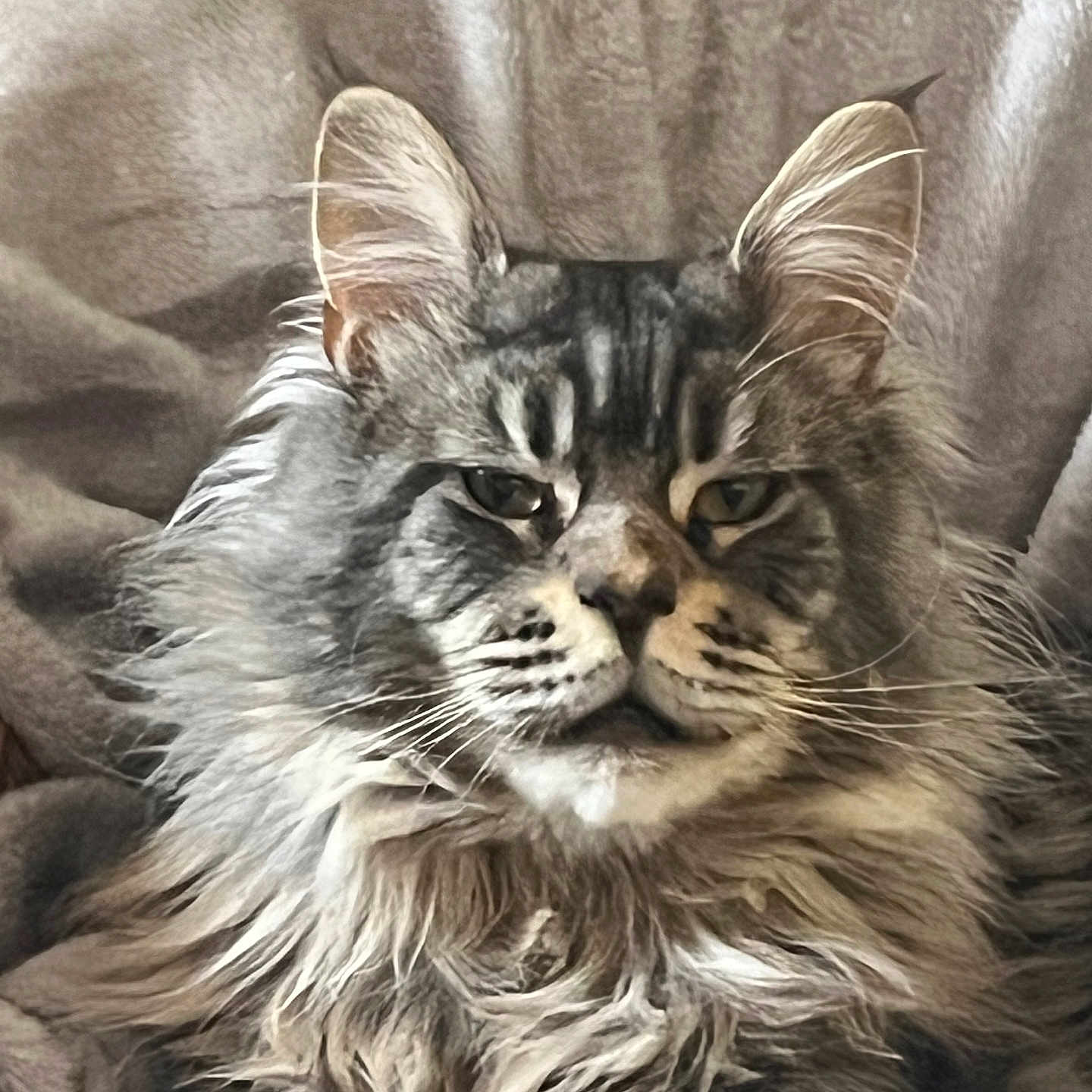 Valco participe au concours pour gagner de l'argent avec cette photo : animal, blanket, cat, close_up, cute, domestic, ears, face, feline, fluffy, fur, indoor, long_hair, muzzle, pet, portrait, relaxed, resting, soft, whiskers