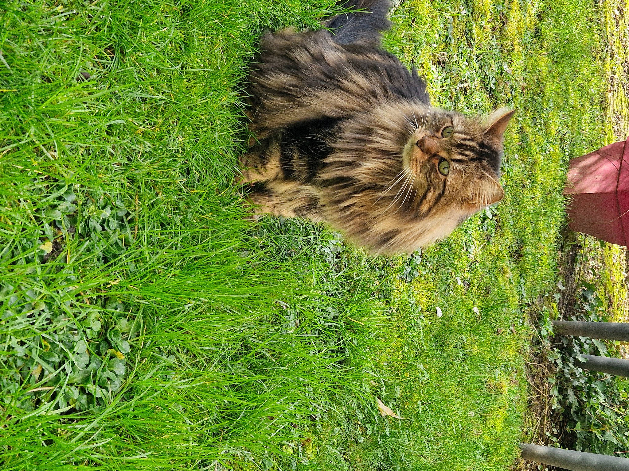 Pixel a rejoint le concours — aidez-le/la à gagner de superbes lots ! carnivore, cat, domestic_short_haired_cat, fawn, felidae, fur, grass, grass_family, groundcover, maine_coon, plant, small_to_medium_sized_cats, snout, tail, terrestrial_animal, tree, trunk, whiskers, wildlife, wood