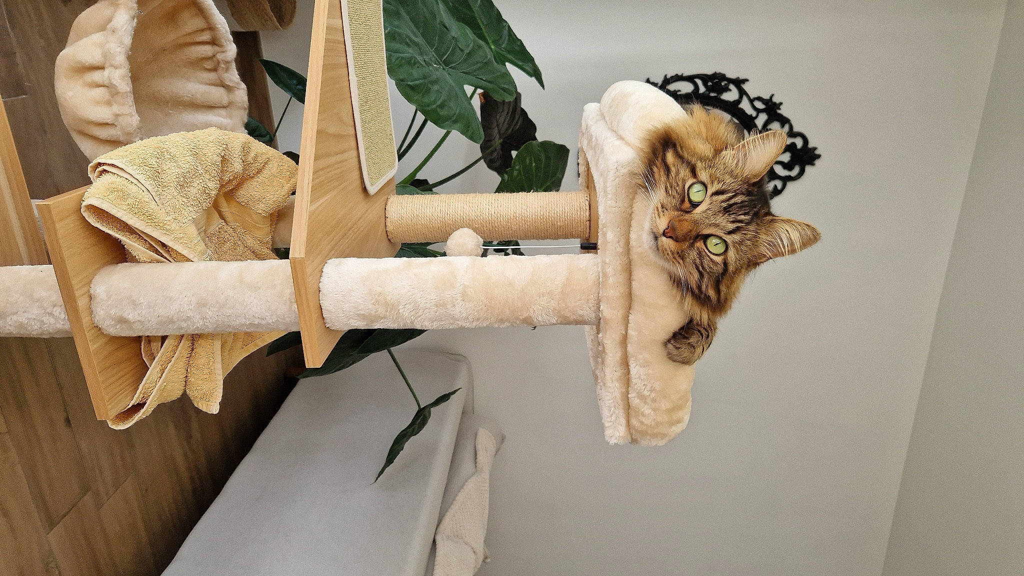 Pixel participe au concours pour gagner de l'argent avec cette photo : art, chair, fashion_accessory, fawn, floral_design, flowerpot, fur, houseplant, linens, pattern, plant, plant_stem, room, shelf, tree, twig, visual_arts, window, wood