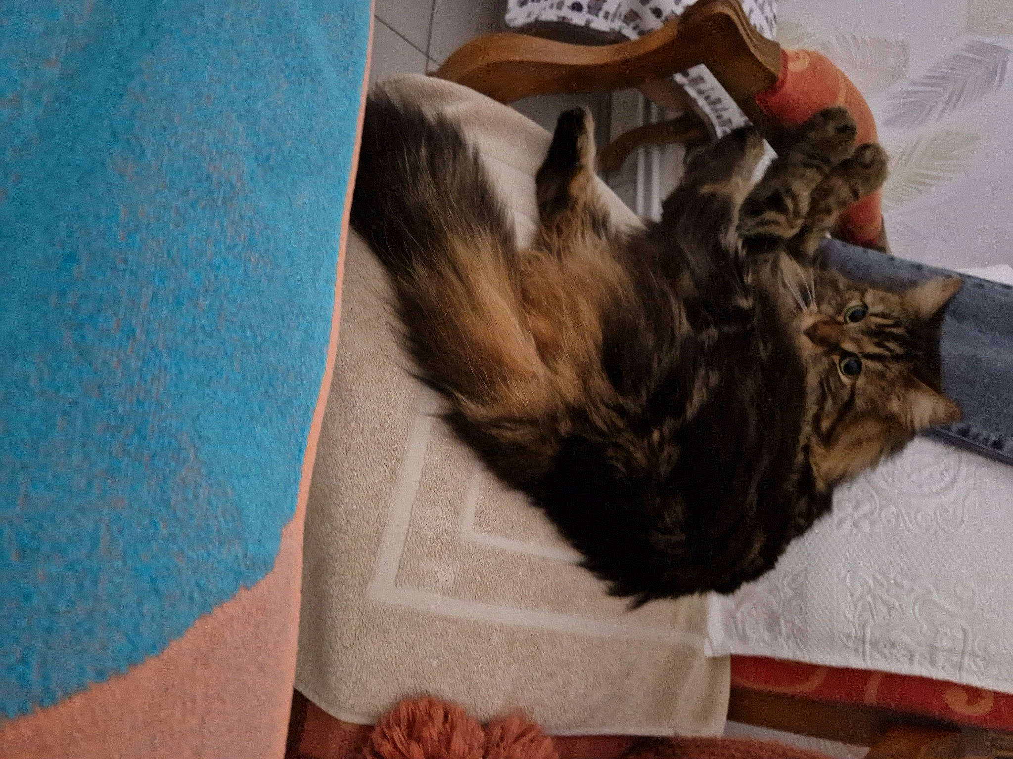 Pixel participe au concours pour gagner de l'argent avec cette photo : canidae, carnivore, cat, claw, comfort, dog_breed, domestic_short_haired_cat, fawn, felidae, fur, linens, nap, pattern, paw, sleep, small_to_medium_sized_cats, sporting_group, tail, whiskers, wood