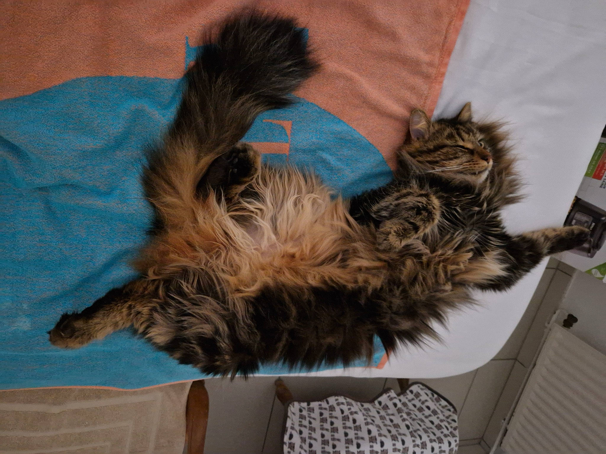 Pixel participe au concours pour gagner de l'argent avec cette photo : canidae, carnivore, cat, claw, comfort, companion_dog, dog_breed, fawn, felidae, fur, human_leg, liver, paw, small_to_medium_sized_cats, sporting_group, tail, terrier, whiskers