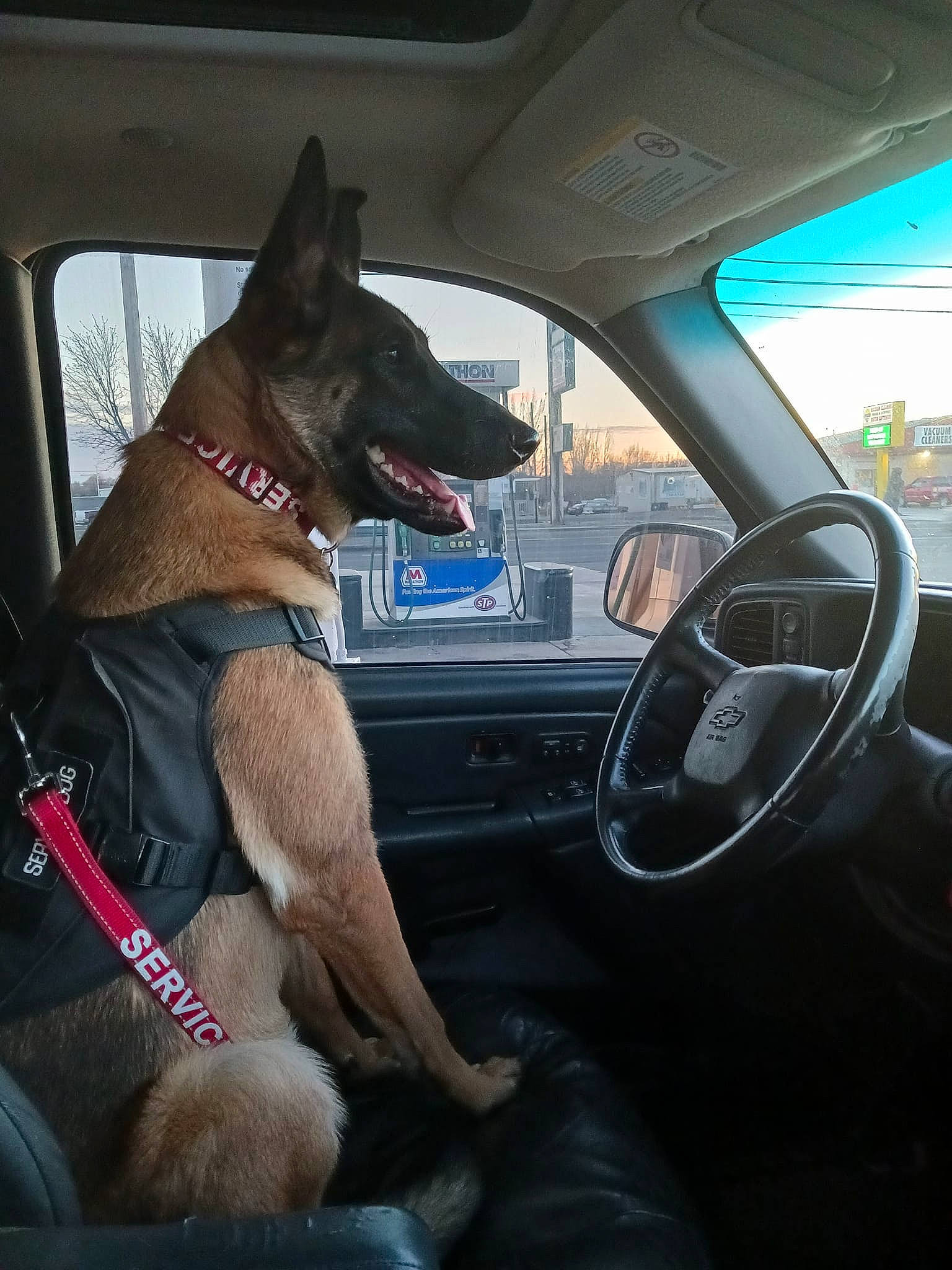 Creed joined the competition — help win amazing prizes! auto_part, automotive_exterior, automotive_mirror, car, car_seat, car_seat_cover, carnivore, collar, companion_dog, dog, dog_breed, fawn, mode_of_transport, motor_vehicle, snout, steering_part, steering_wheel, vehicle, vehicle_door, window