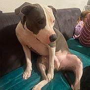 Paco a rejoint le concours — aidez-le/la à gagner de superbes lots ! blanket, brown_and_white_dog, canine, casual, child, companion, couch, cozy, dog, domestic_animal, furniture, home, indoor, looking_away, pajamas, pet, relaxed, seated, striped_clothing, young_human