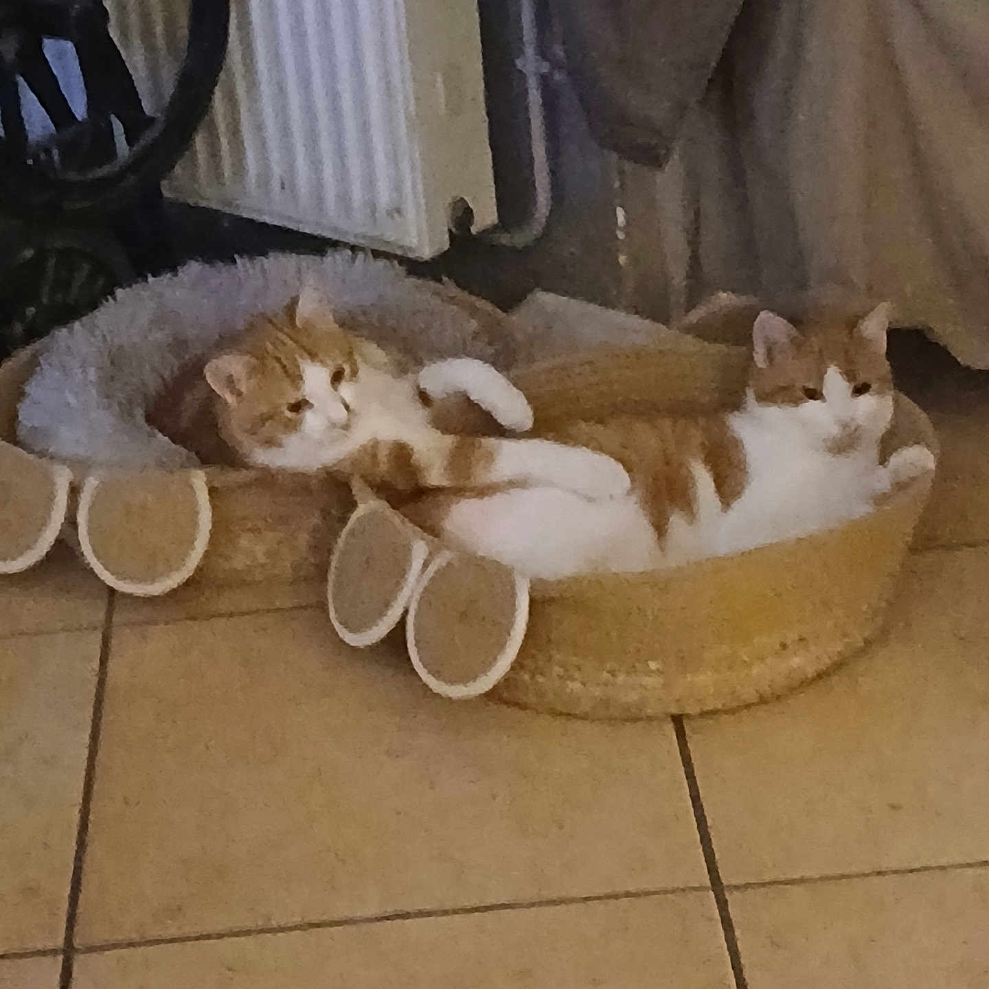 Buc participe au concours pour gagner de l'argent avec cette photo : animal, basket, cat, cat_bed, comfort, cozy, cute, domestic, feline, fur, home, indoor, orange_cat, pet, relaxed, resting, sleeping_area, tile_floor, two_cats, white_cat