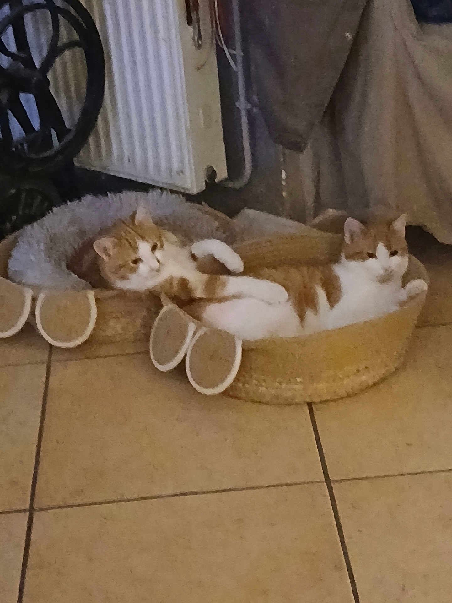 Buc participe au concours pour gagner de l'argent avec cette photo : cat, orange_cat, white_cat, pet, indoor, tile_floor, cat_bed, basket, resting, relaxed, feline, two_cats, cozy, domestic, animal, fur, cute, home, comfort, sleeping_area