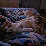 cat, bed, blanket, orange_cat, white_cat, indoor, feline, resting, sleepy, patterned_bedspread, television, furniture, drawer, room, cozy, domestic, pet, sleeping, two_cats, dim_light