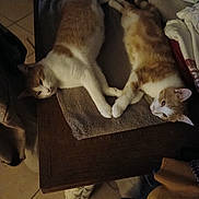 Tom Et Jerry a rejoint le concours — aidez-le/la à gagner de superbes lots ! cat, orange_cat, white_cat, two_cats, lying_down, table, towel, wooden_table, indoor, tile_floor, pets, animal, relaxing, cozy, home, fur, cute, domestic, pair, resting