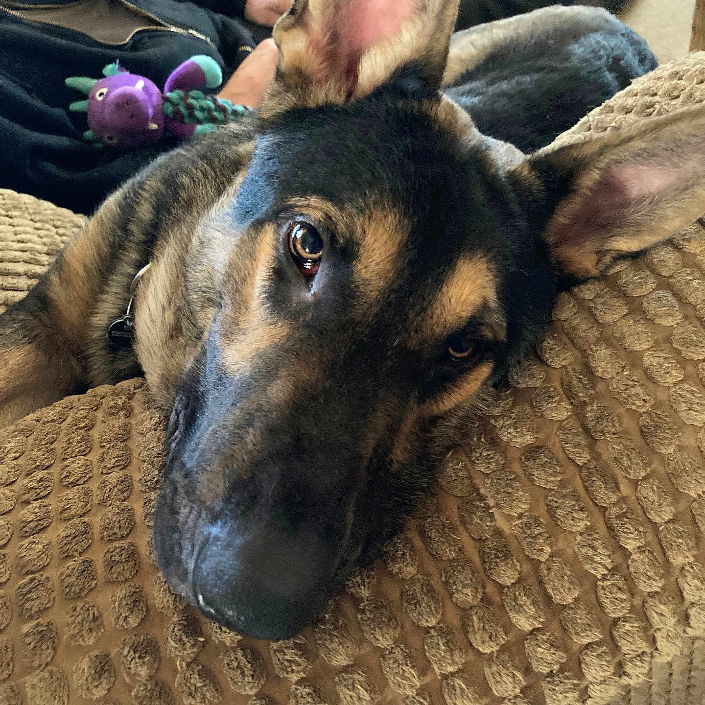 Milo joined the competition — help win amazing prizes! adult, animal, ball, canine, couch, cushion, dog, furniture, germanshepherd, homedecor, hound, male, man, person, pet, puppy, sleeping, sport, tennis, tennisball
