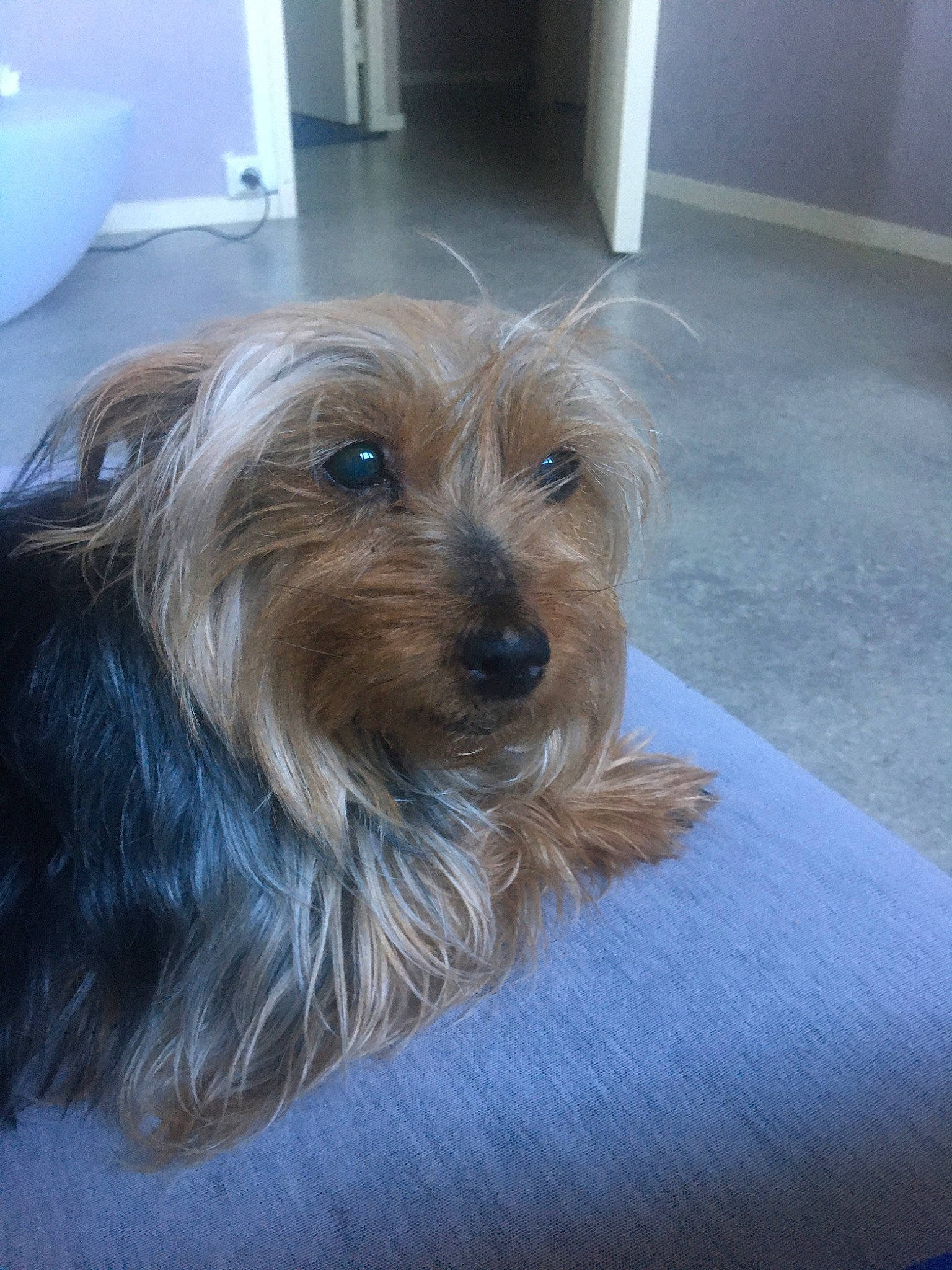 Jade participe au concours pour gagner de l'argent avec cette photo : australian_silky_terrier, australian_terrier, biewer_terrier, canidae, carnivore, companion_dog, dog, dog_breed, glen_of_imaal_terrier, mammal, morkie, norfolk_terrier, rare_breed_dog, small_terrier, snout, sporting_lucas_terrier, terrier, toy_dog, vertebrate, yorkshire_terrier