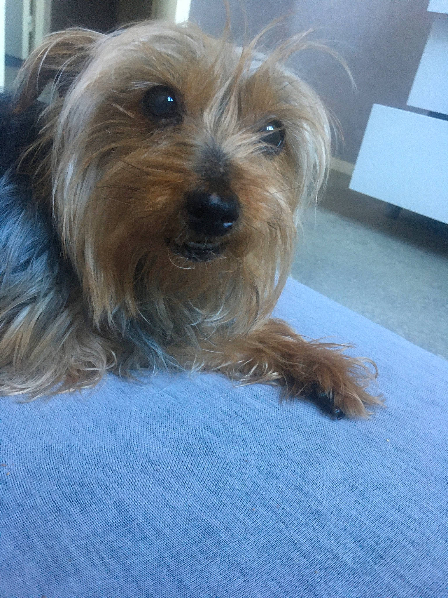 Jade a rejoint le concours — aidez-le/la à gagner de superbes lots ! australian_silky_terrier, australian_terrier, biewer_terrier, canidae, carnivore, companion_dog, dog, dog_breed, glen_of_imaal_terrier, mammal, norfolk_terrier, puppy, rare_breed_dog, small_terrier, snout, terrier, toy_dog, vertebrate, yorkipoo, yorkshire_terrier